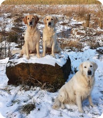 Lena, Amy &  Holly