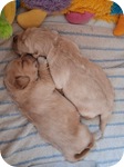Kuscheln